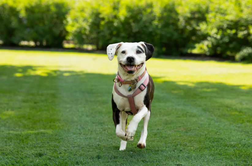 MSU helps advance efforts to reduce ligament injury in dog knee replacements