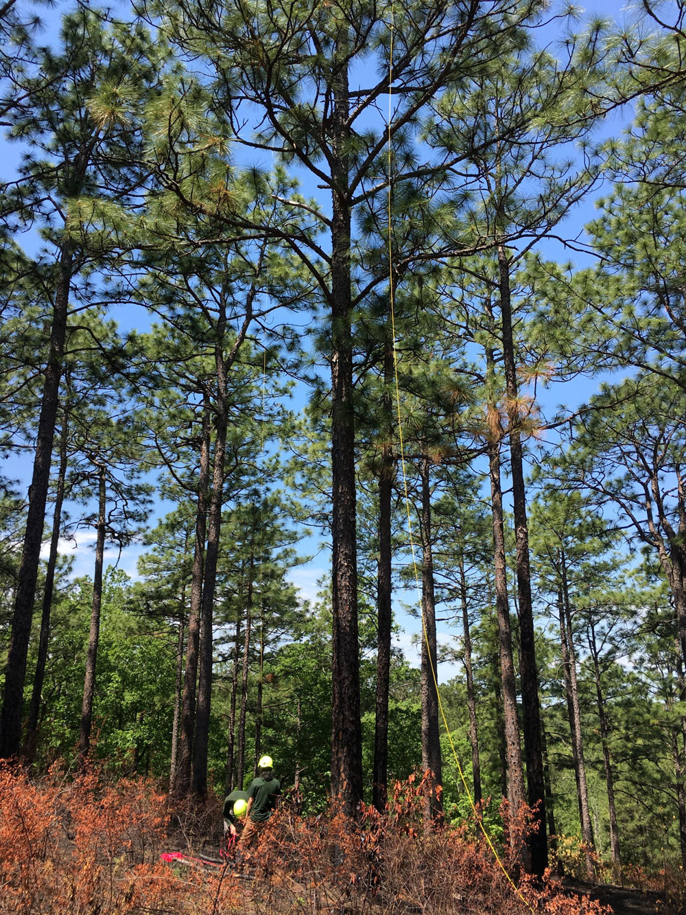 Dahlin and her field team collect leaves from the top of a longleaf pine in Talladega National Forest, Alabama, shortly after a controlled burn. 