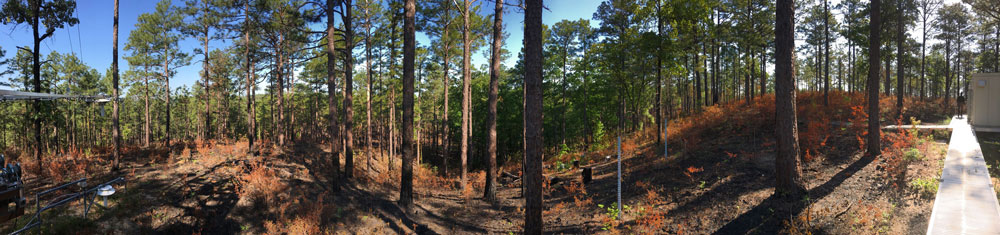 A panoramic view from the NEON eddy covariance tower at Talladega National Forest in Alabama, shortly after a controlled burn. Talladega National Forest is one of the NEON sites Dahlin visited for a previous NSF award that will also be part of this new CAREER project.